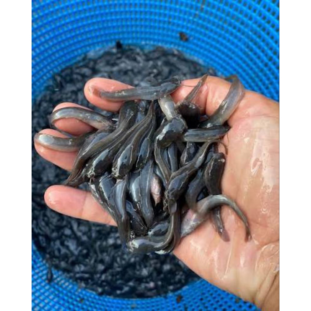 Bibit ikan lele 5-7 Cm
