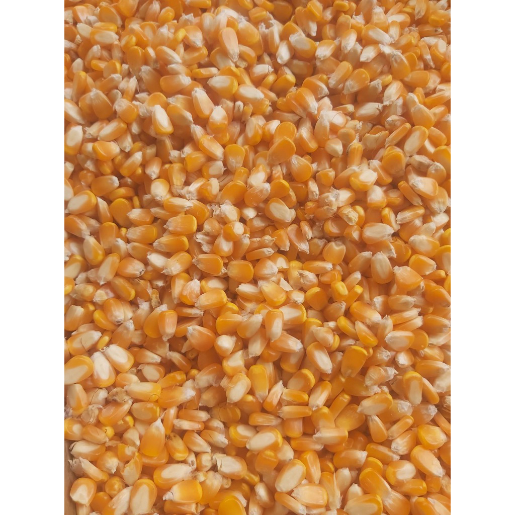 jagung hibrida pipil kering 500 gram