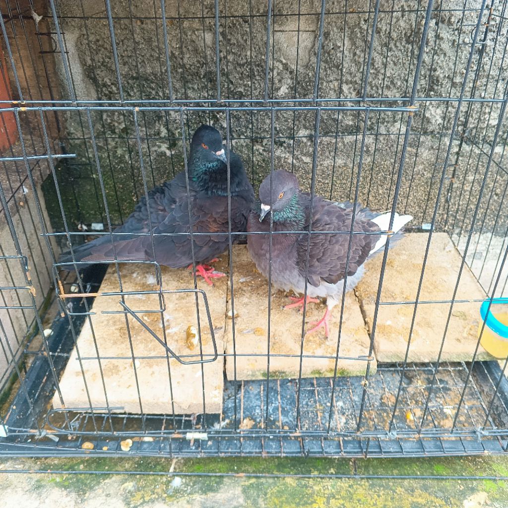 burung dara hitam sungut giring keras sepasang