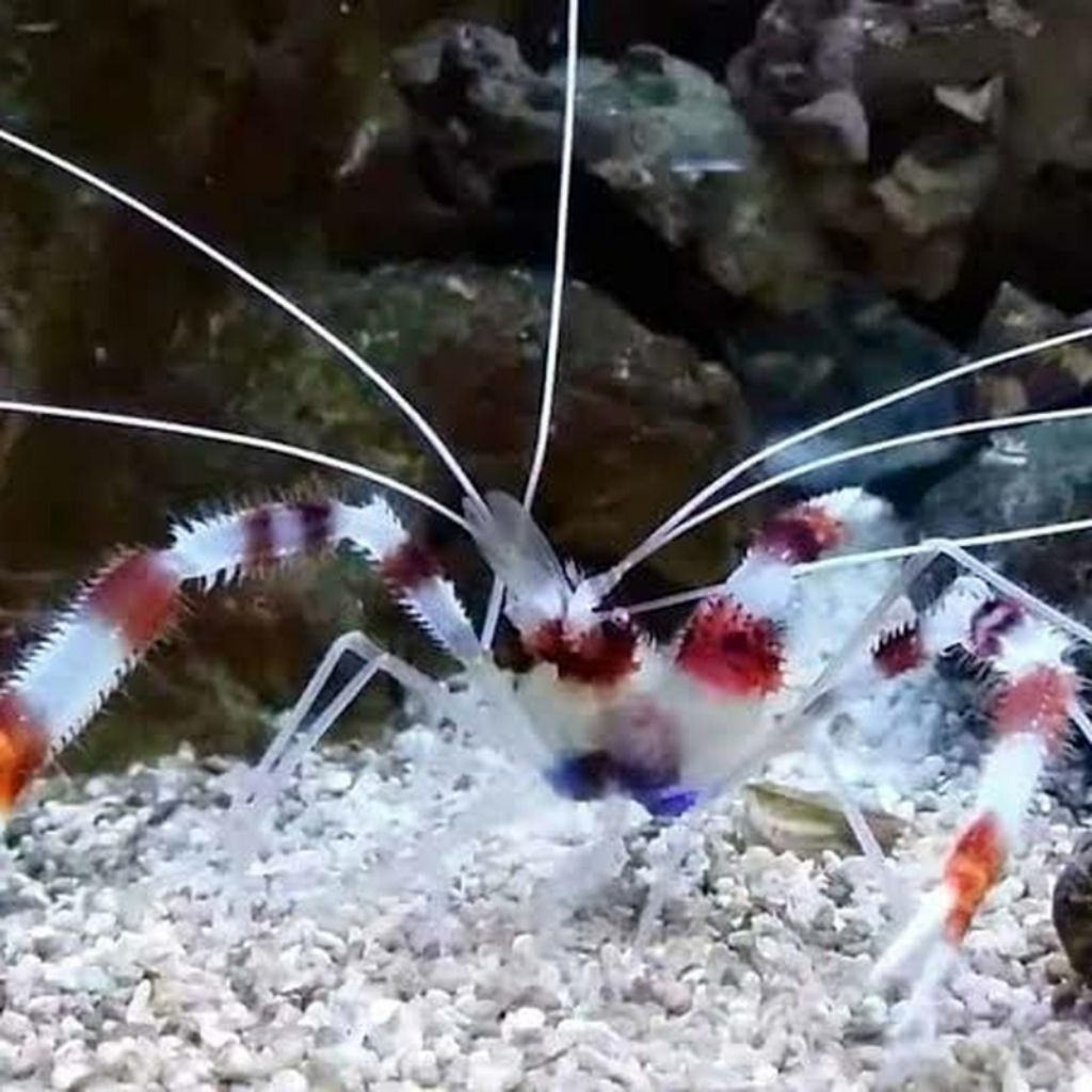 Ikan Hias Air Laut Jenis Udang Merah Putih / Udang MP