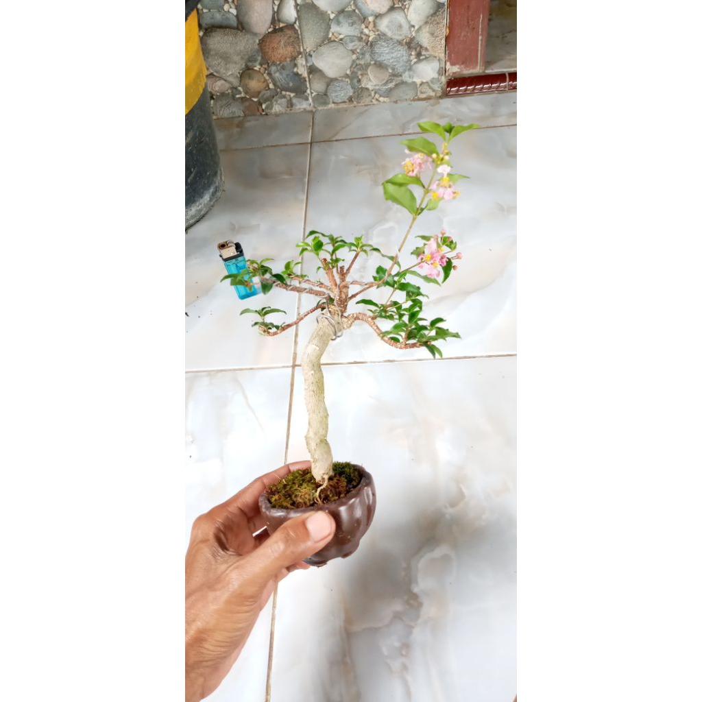 Bahan bonsai sakura mikro
