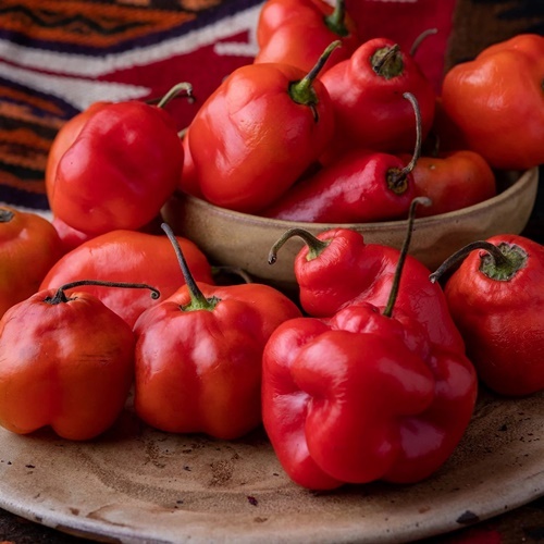 3 Biji Benih PEPPER Red Rocoto