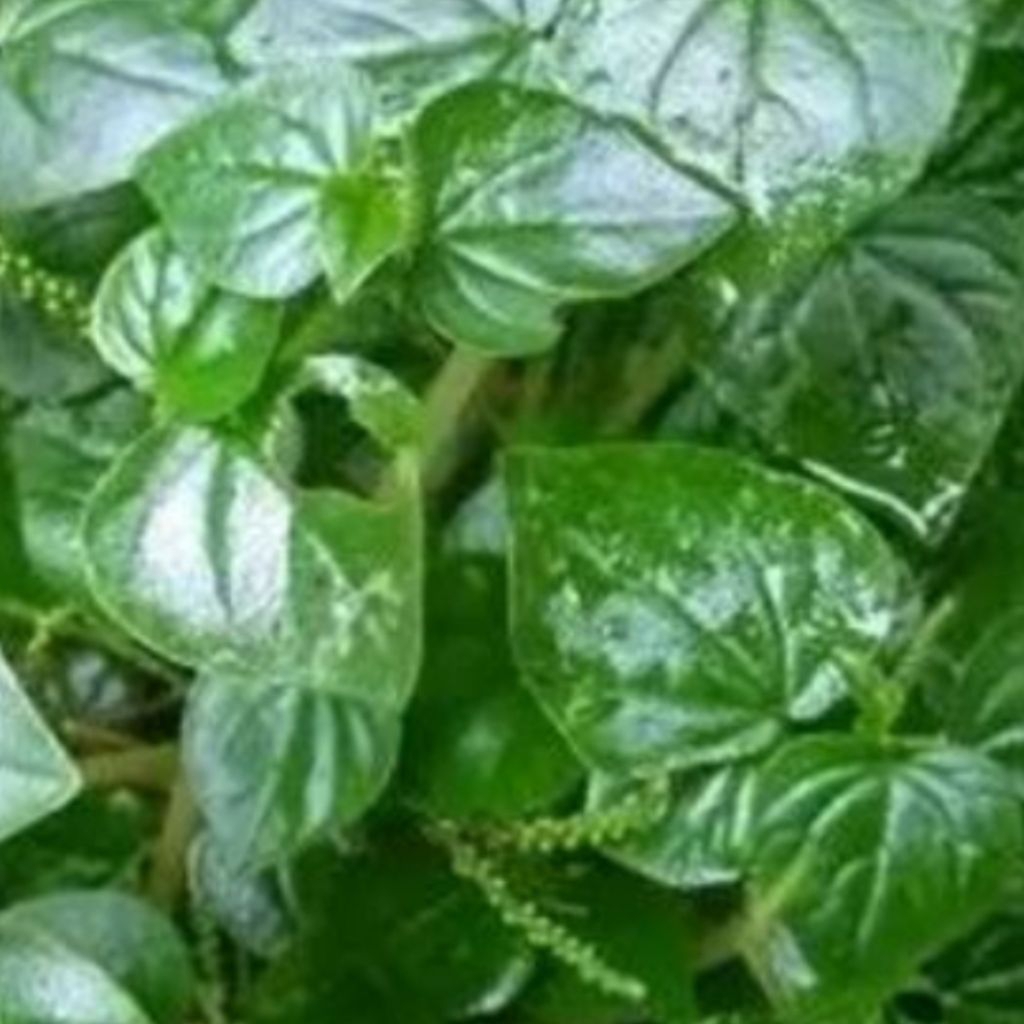 tanaman herbal sirih cina pohon sirih cina