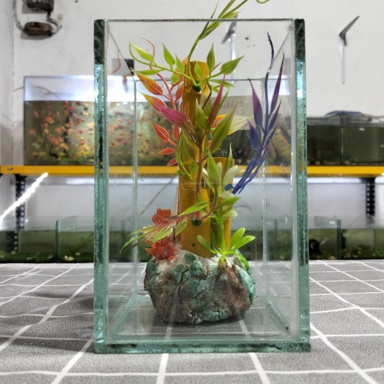 Aquarium Soliter 10x10x15 Kaca Bening Mini Cupang Guppy Molly Louhan Display Ikan Hias