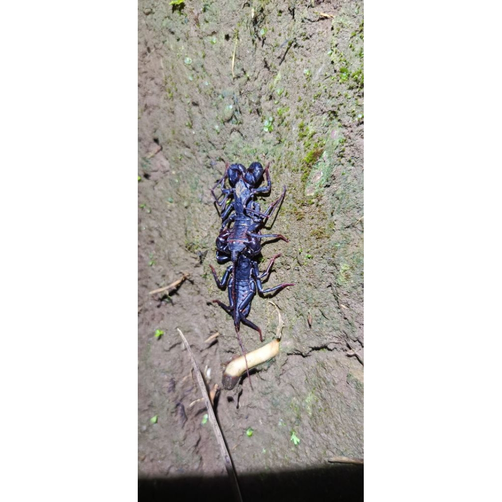 Whip Scorpion Vinegaroon