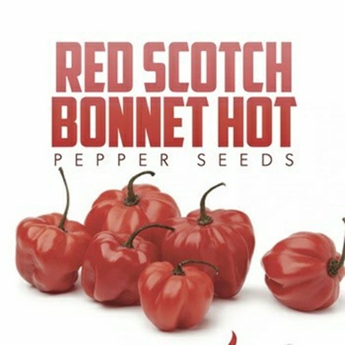 3 Biji Benih PEPPER Red Scotch Bonnet
