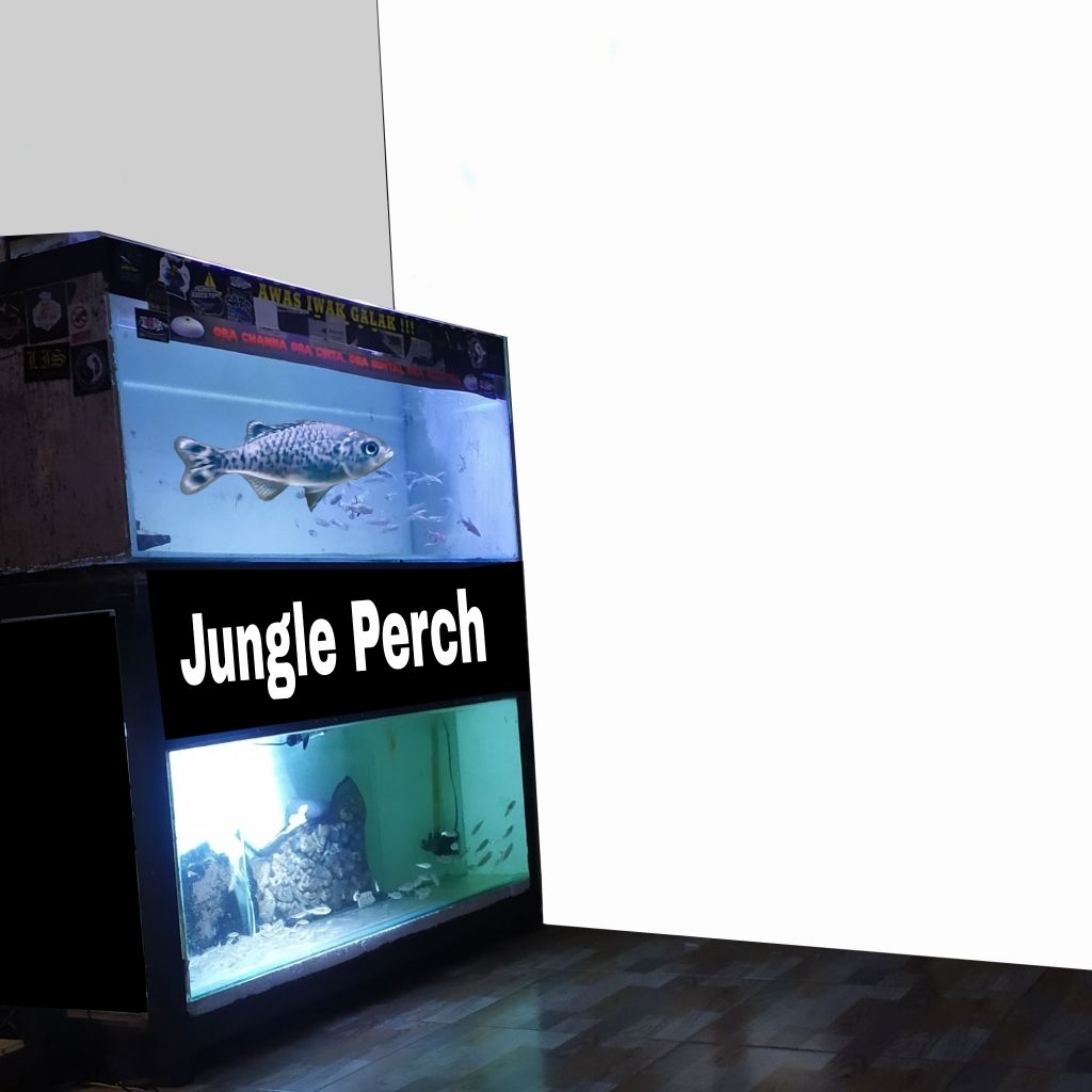 JP / jungle perch+-8-10cm