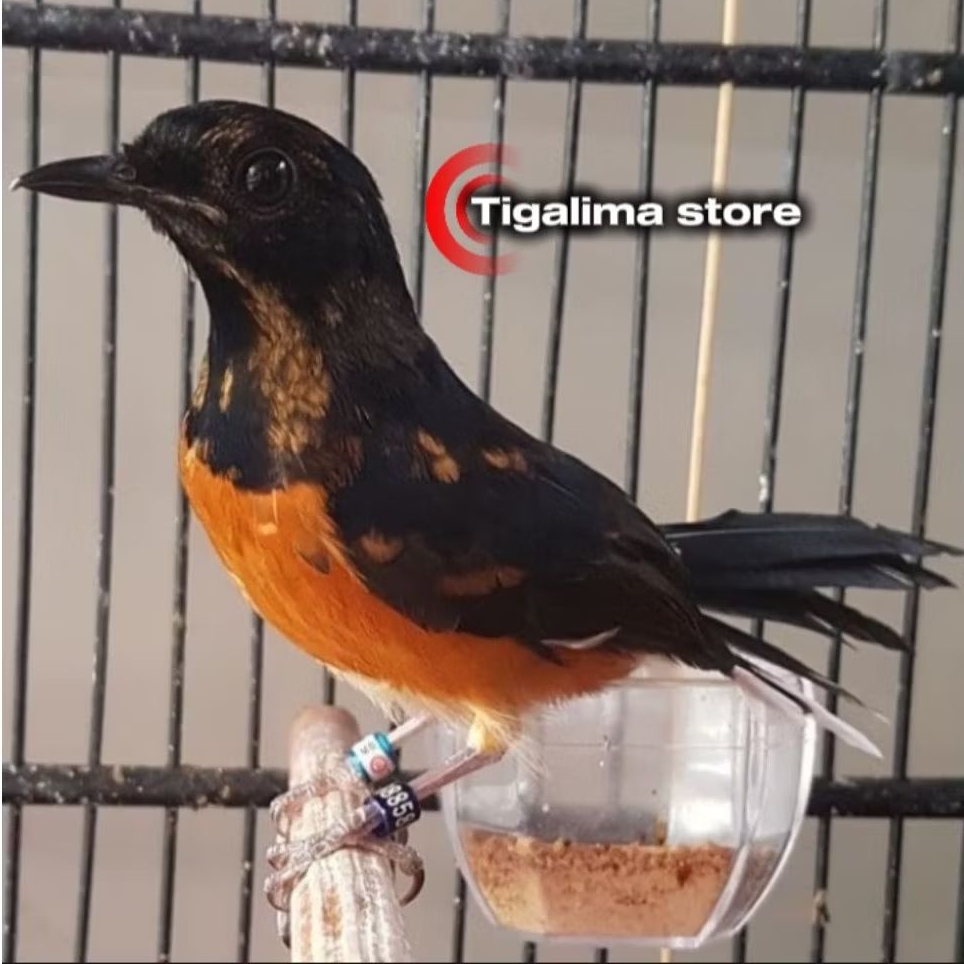 MURAI MEDAN TROTOL JANTAN PILIHAN