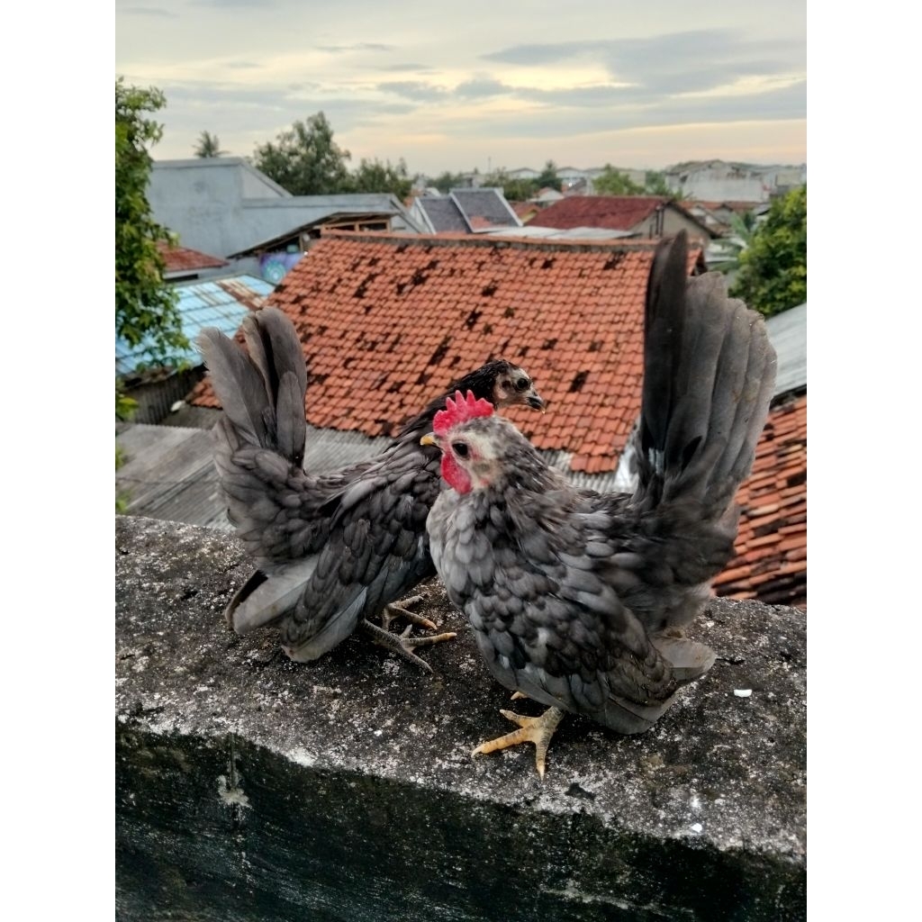 anakan ayam Serama khusus warna abu sesuai foto