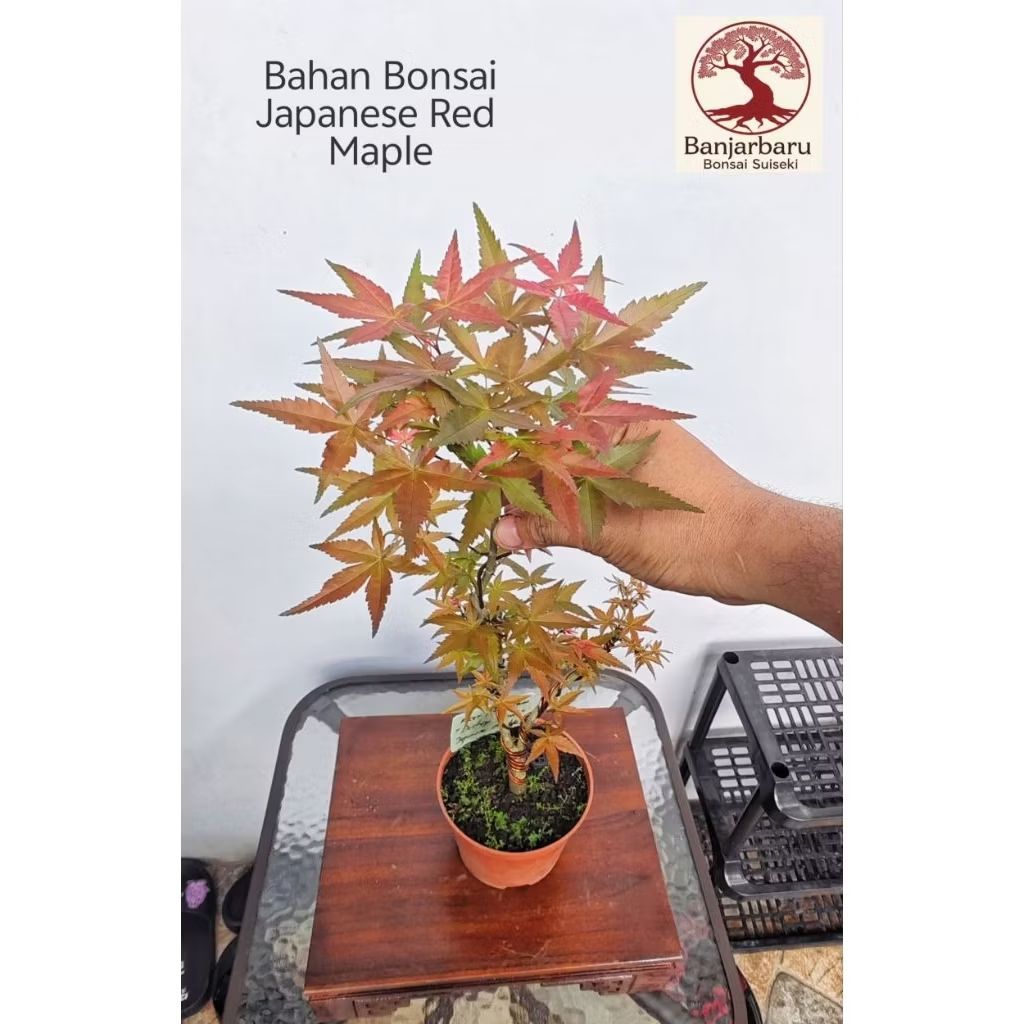 Maple Pohon Maple Jepang Deshojo Red Japanese Maple