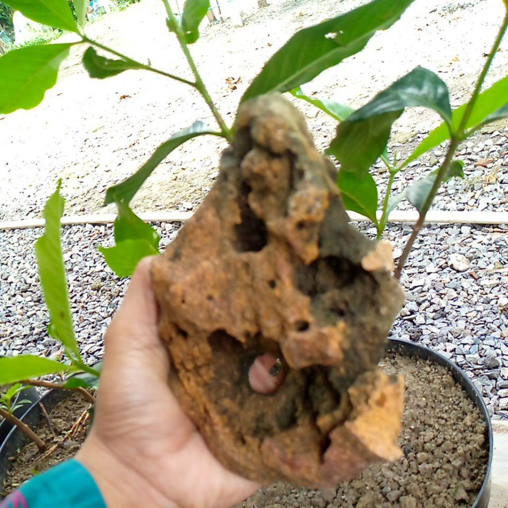 batu karang gunung asli