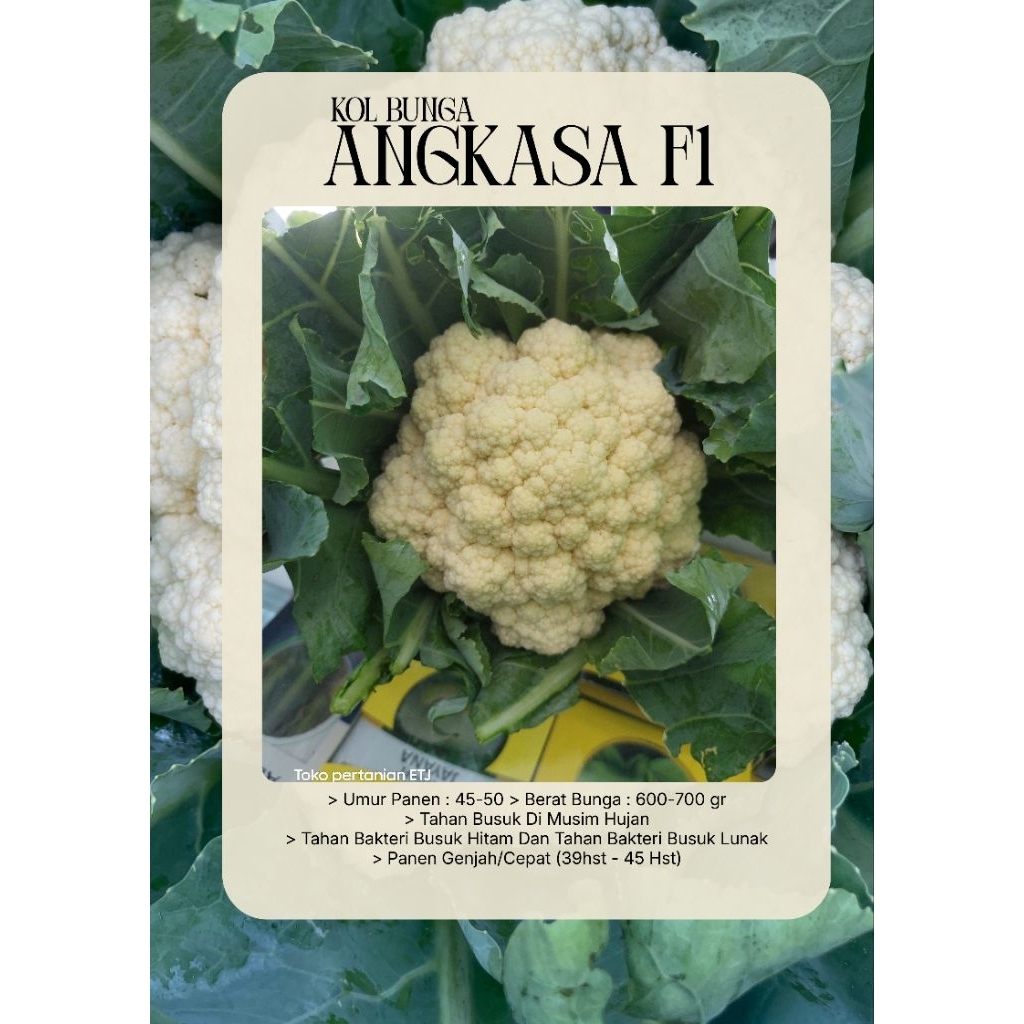 Benih bibit angkasa F1 10gr ouval seed sudah tahan busuk exp 2027