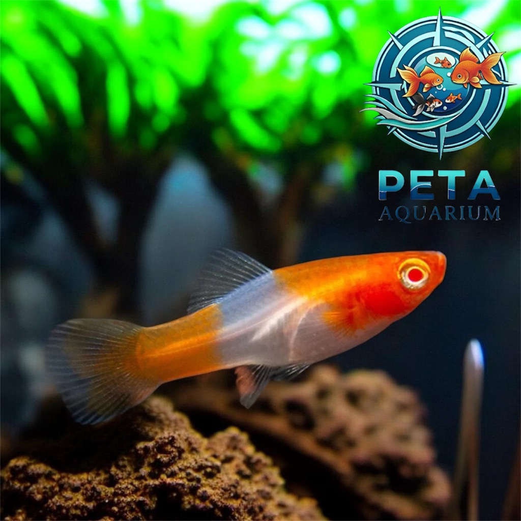 INSTANT Platy Kohaku Small