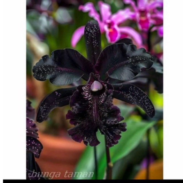 anggrek dendrobium black mamba