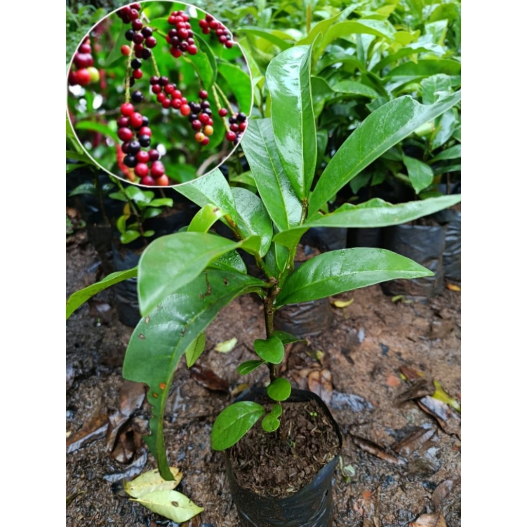 Bibit pohon buni/huni bignai fruit/huni rujak