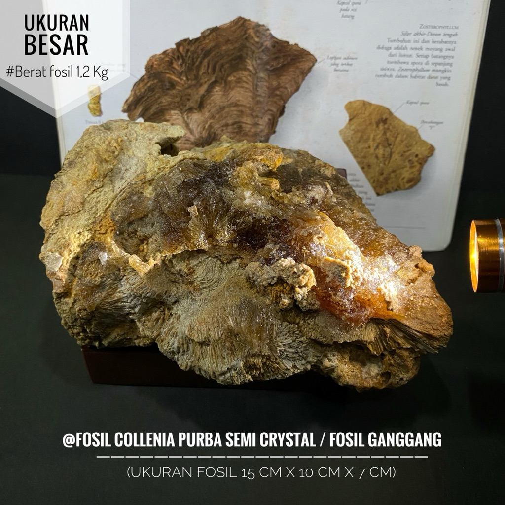 Fosil Ganggang Purba Semi Crystal L25 atau Fossil Collenia atau Fosil Ganggang Purba Kristal atau Fo