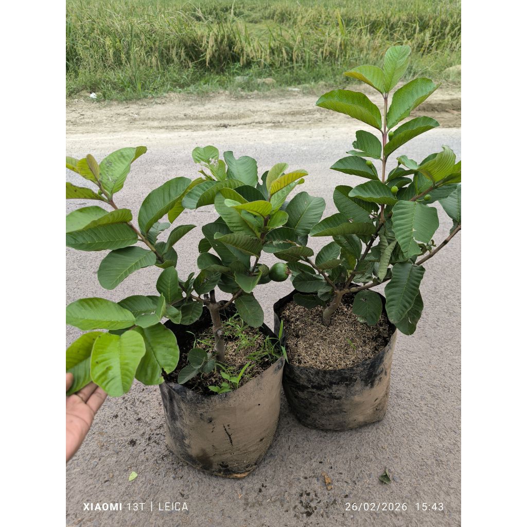 bibit jambu red diamond/kristal merah batang besar berbunga (cangkok)