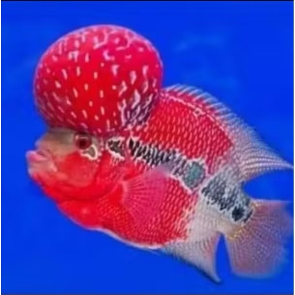 Kamfa F2 Super Red Ori Thailand Louhan Bigsize