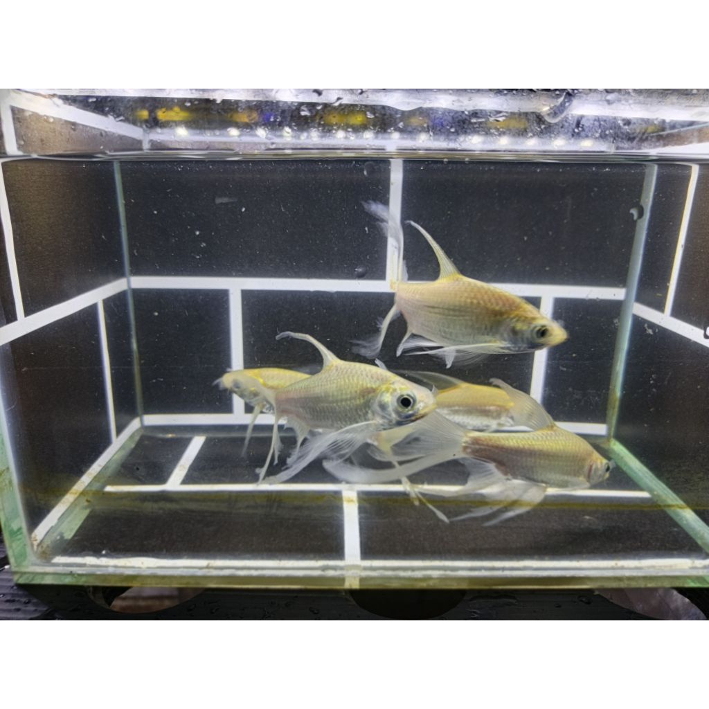 ikan hias kaviat slayer