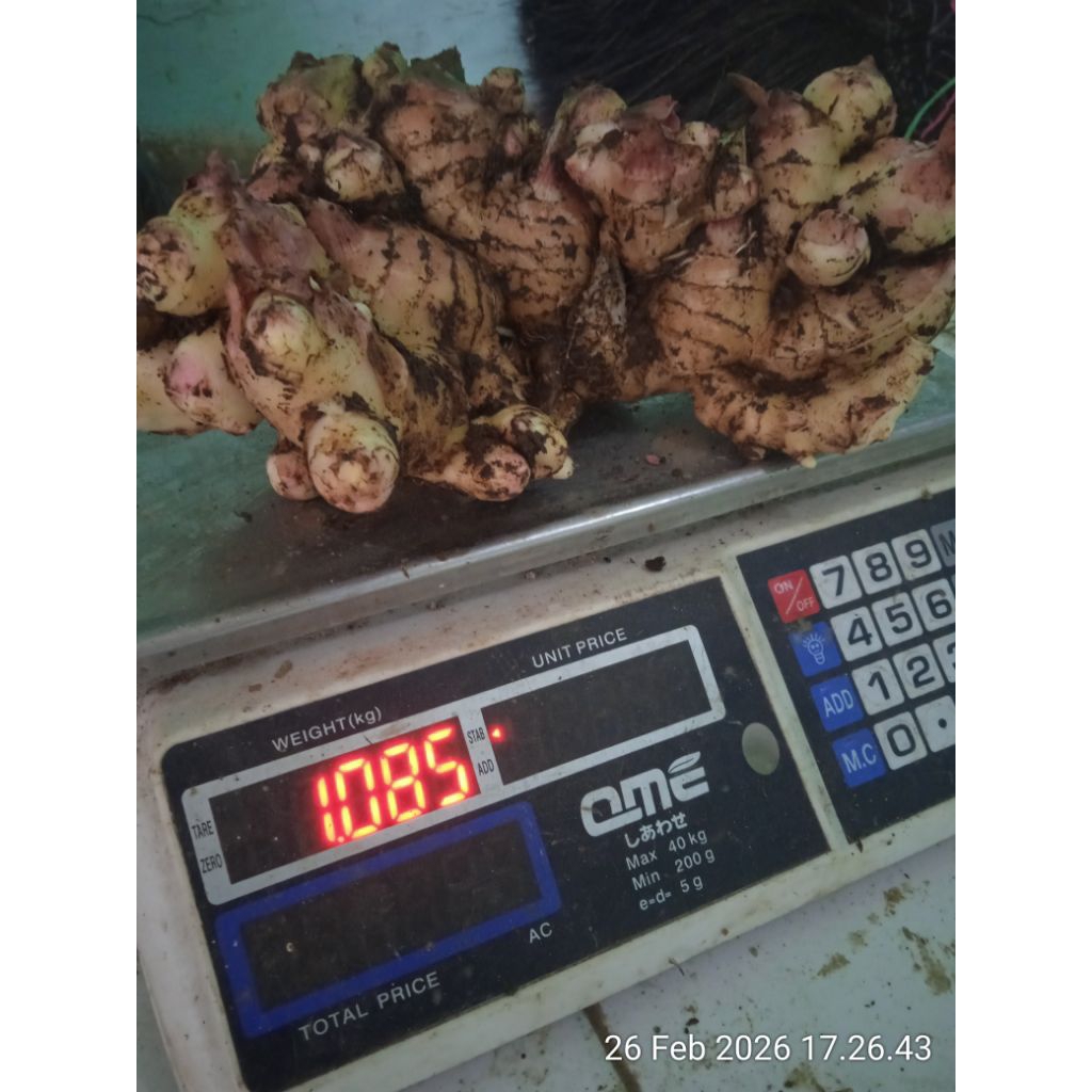 jahe gajah super 1 kg bisa satu rempang