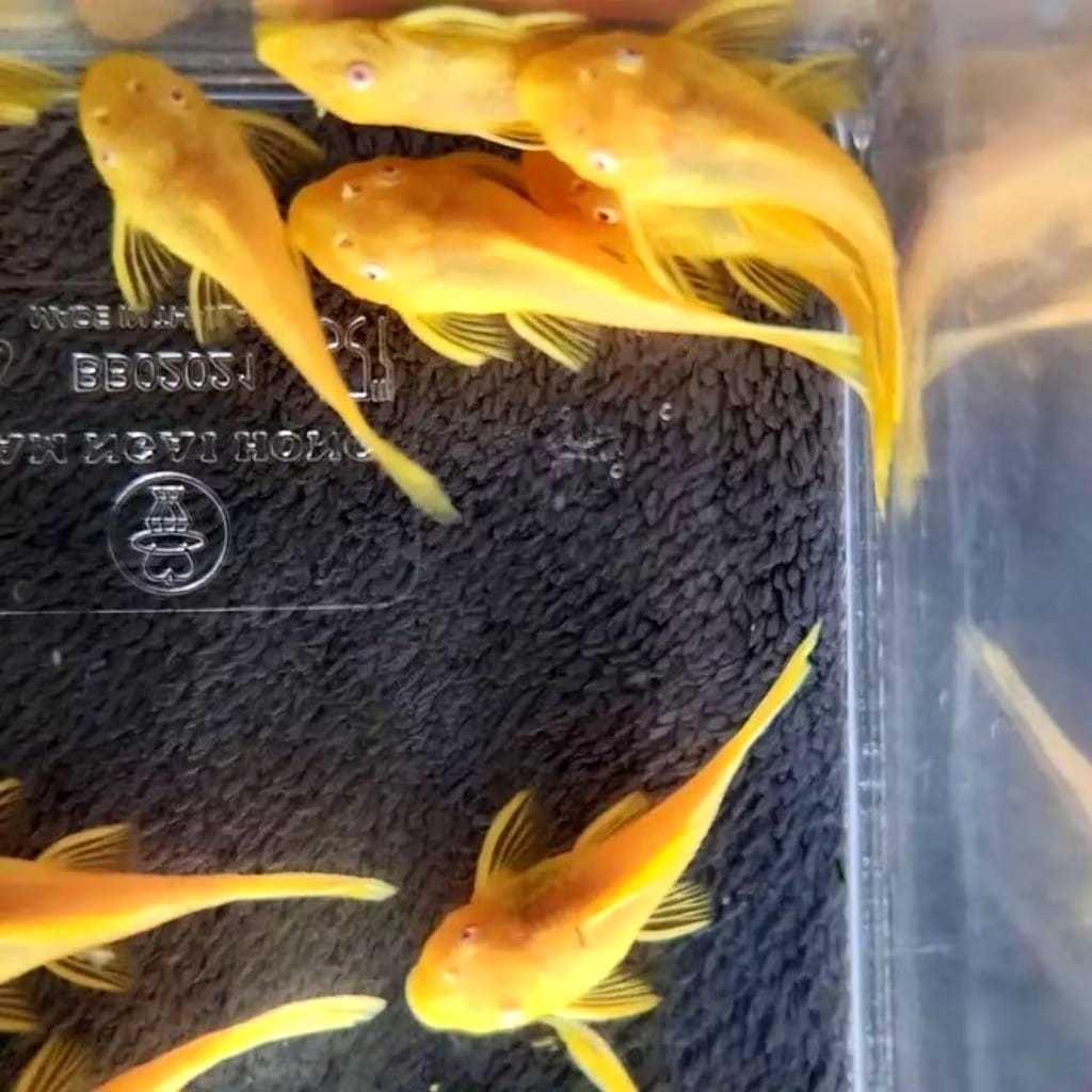 Ikan Pembersih sapu sapu albino aquascape/aquarium 3-8cm
