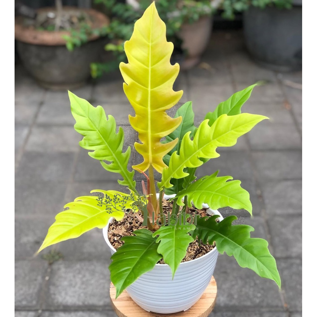 Tanaman Hias Philodendron GoldenSaw - Philo Gergaji yellow