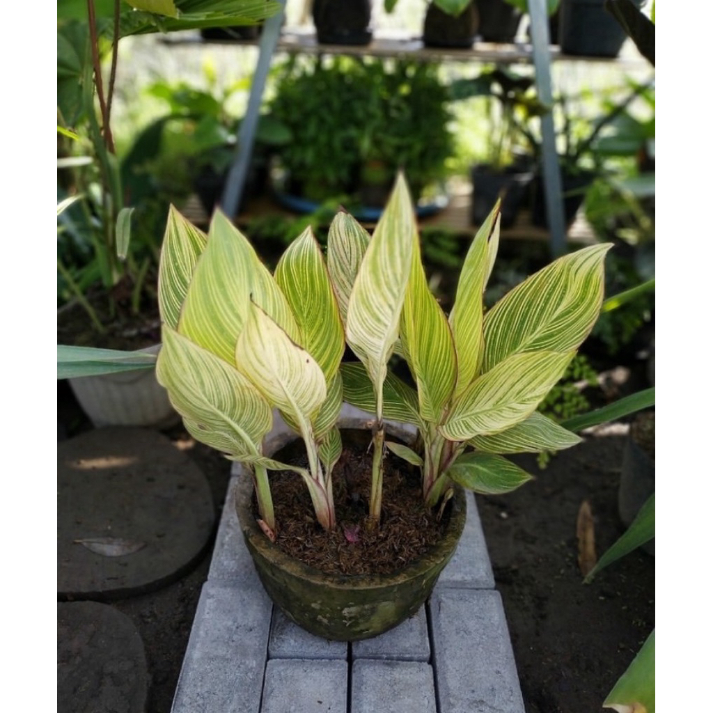 Tanaman Pisang Kana Variegata Kuning/Bunga Canna Variegata