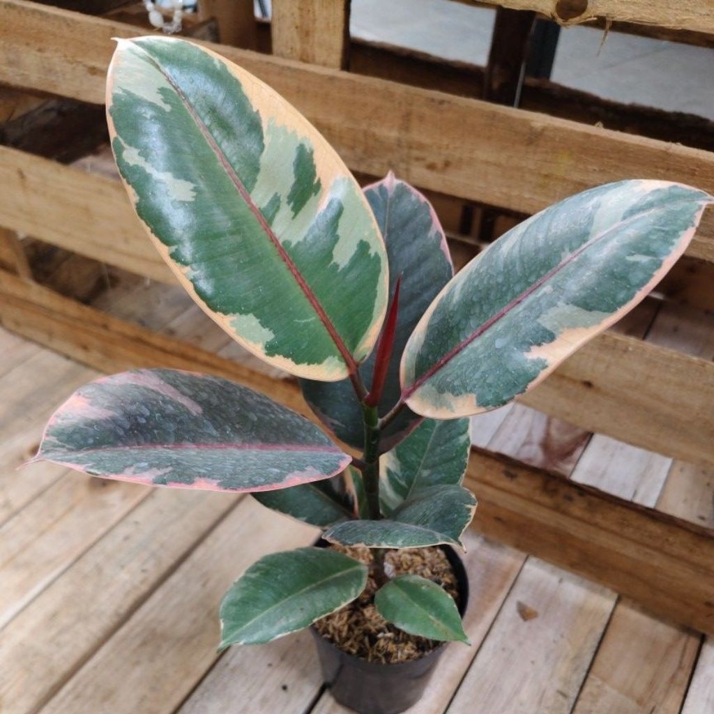 Ficus Red Ruby