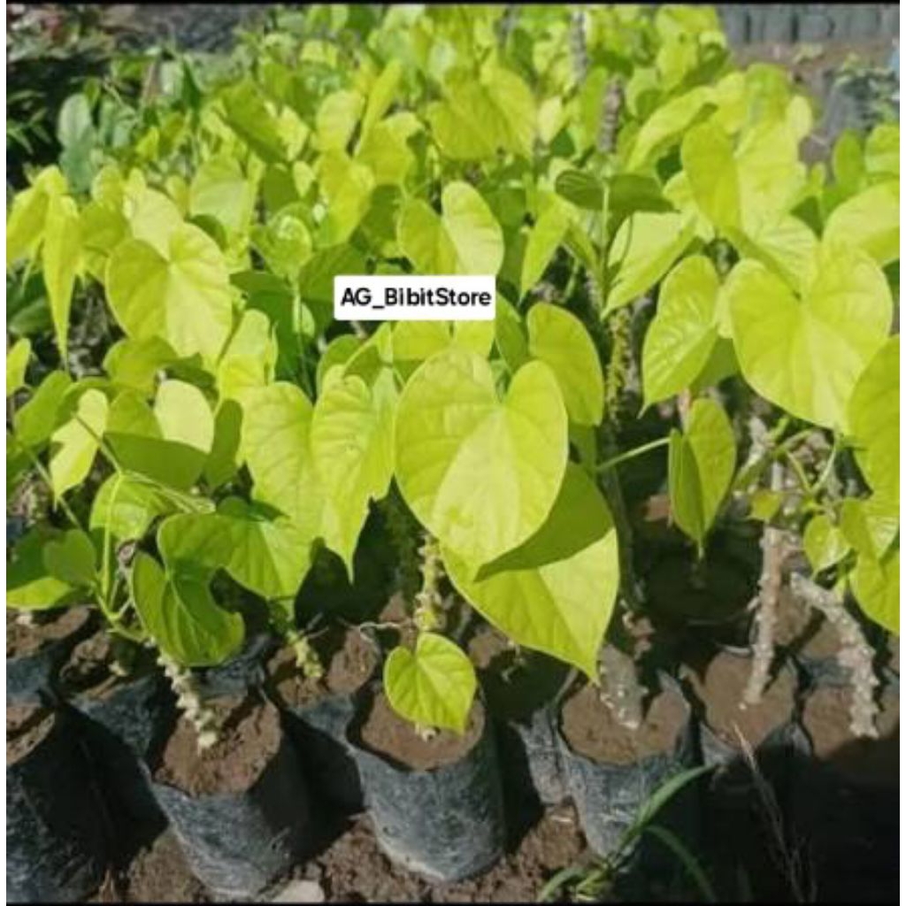 Bibit Tanaman Brotowali Herbal | Bibit Brotowali Antawali Unggul