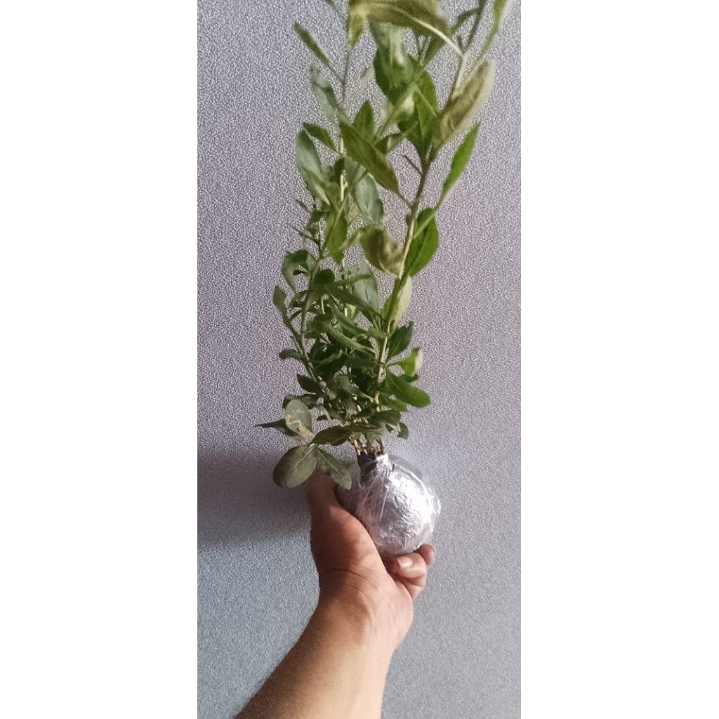 tanaman buah goji berry