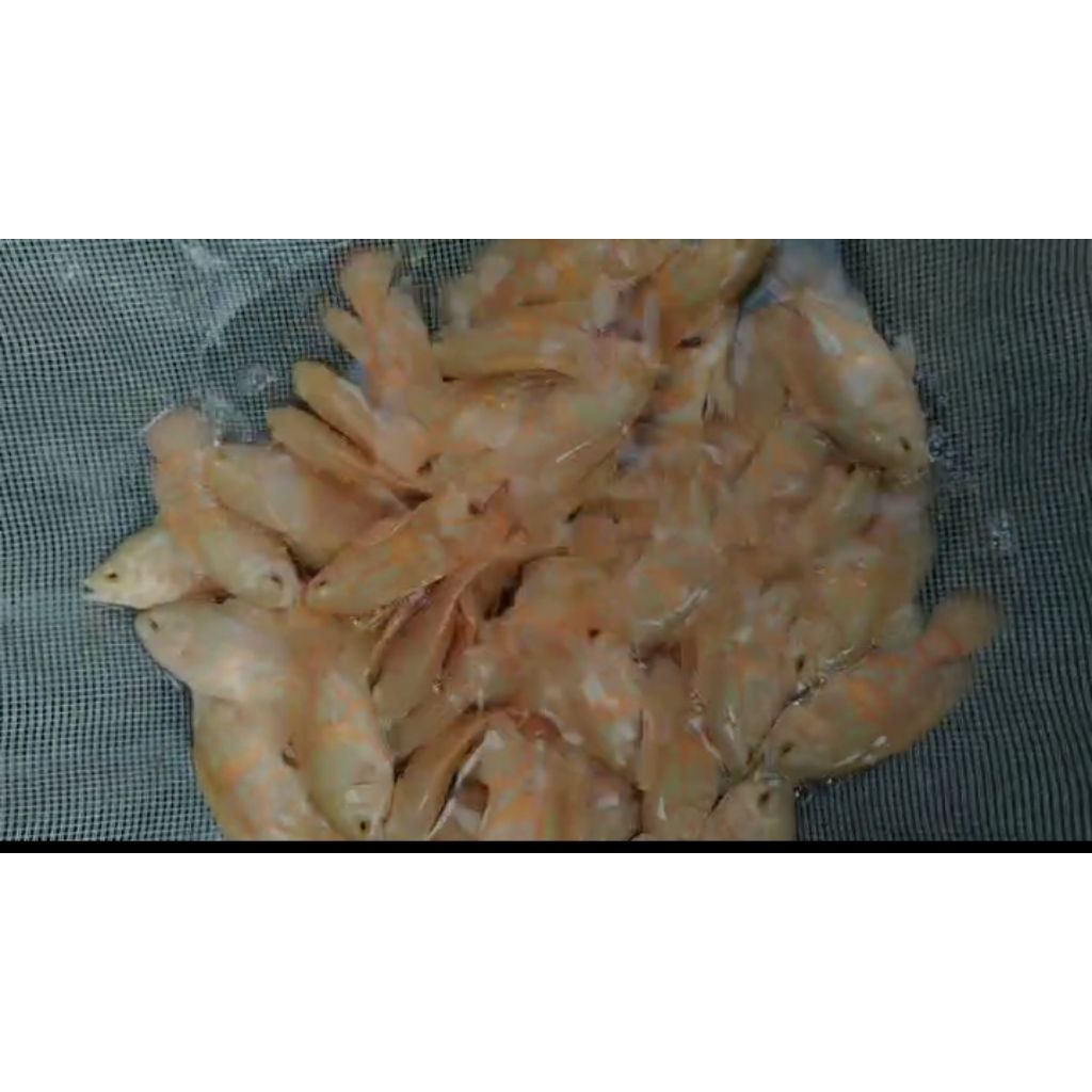 Oscar albino dan Tiger hitam