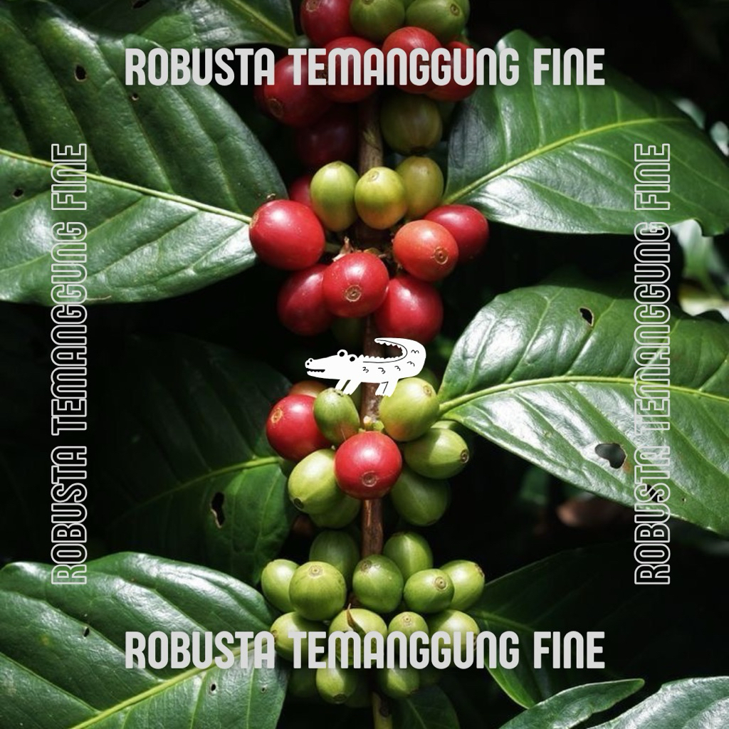 ESPRESSO BASE BIJI KOPI - ROBUSTA TEMANGGUNG FINE 1KG