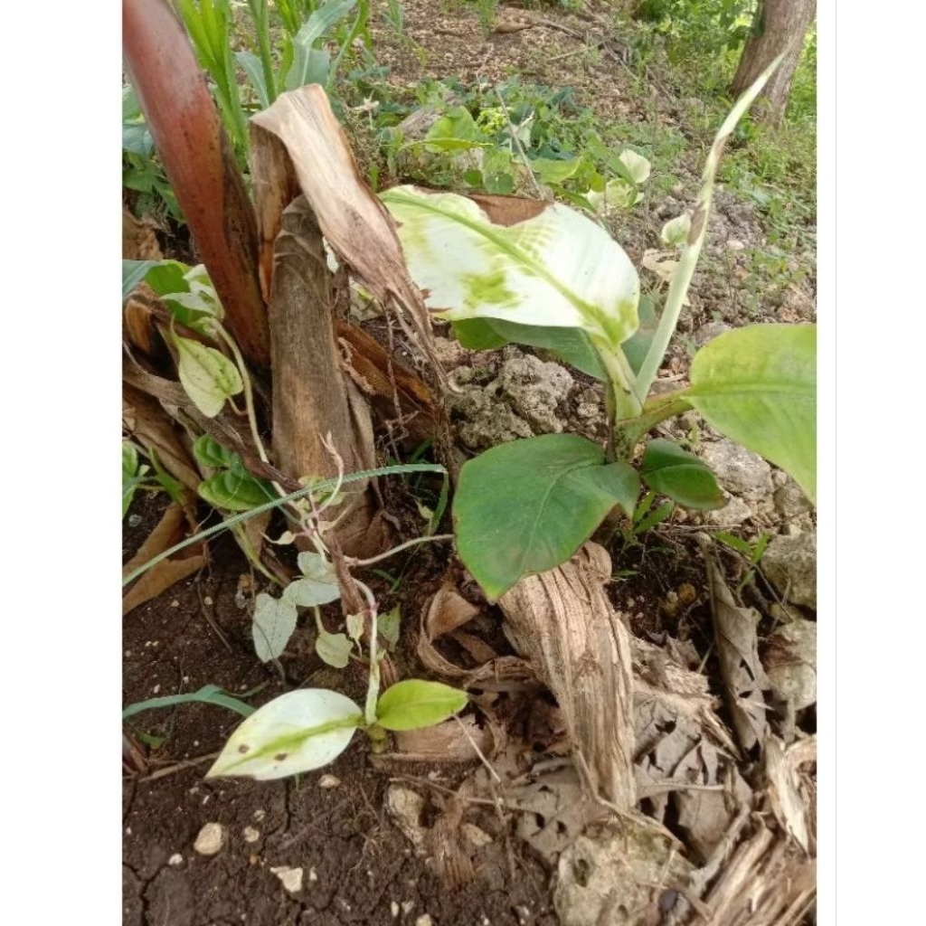 bibit pisang tanduk varigata