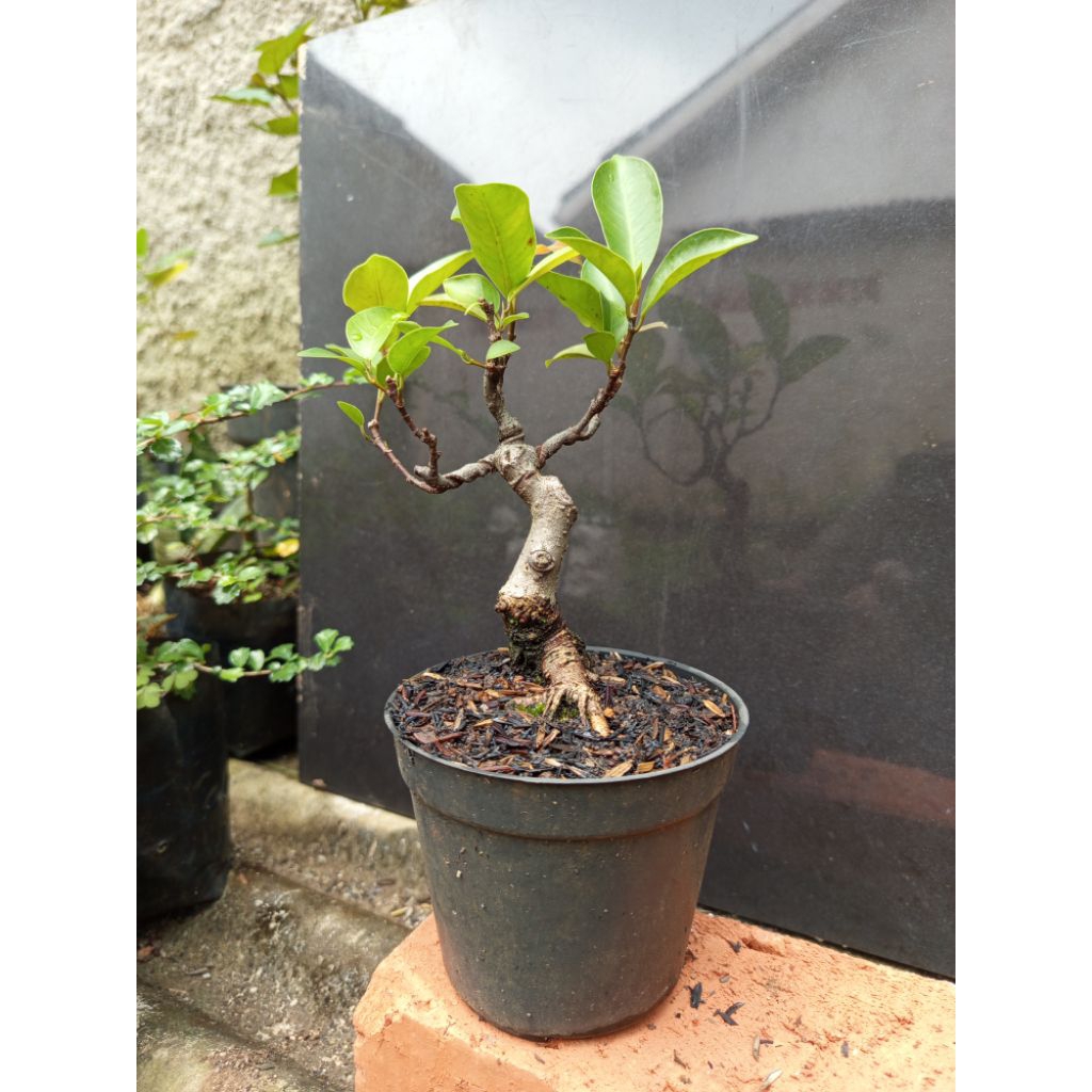 bonsai beringin iprik