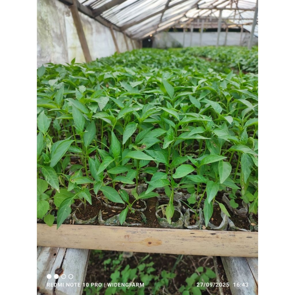 Bibit Cabe Merah Siap Tanam
