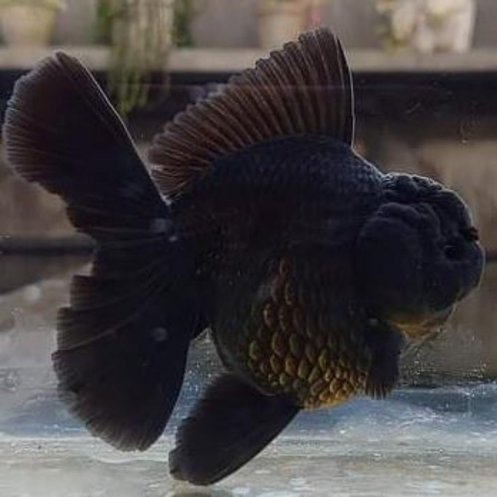 koki oranda ijoan dan black