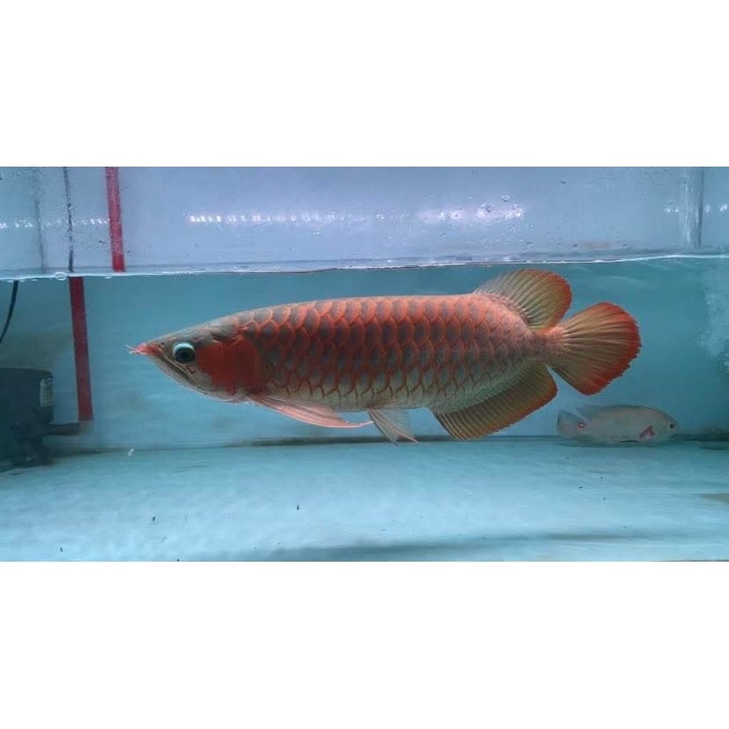 Arowana Super Red 50cm - Ikan Hias Aquarium
