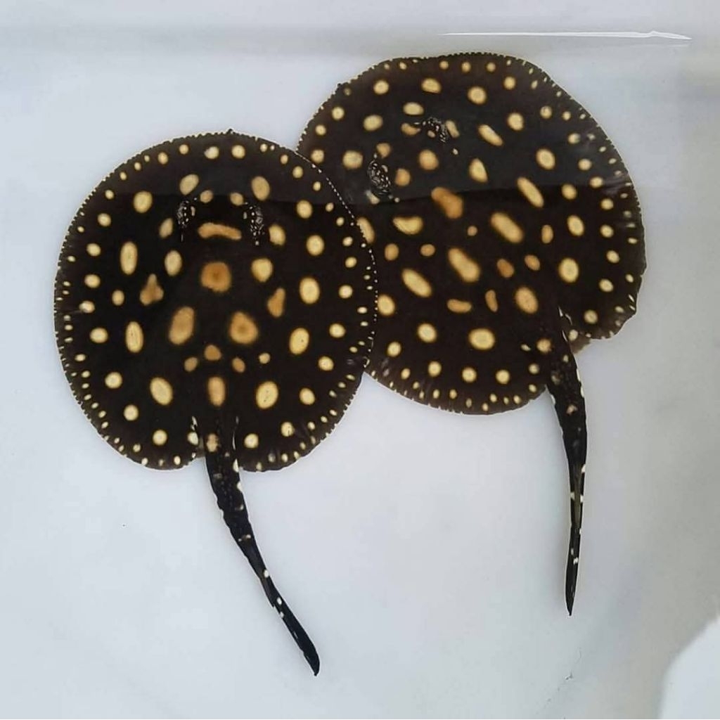 Black Diamond Stingray - Ikan Hias Aquarium