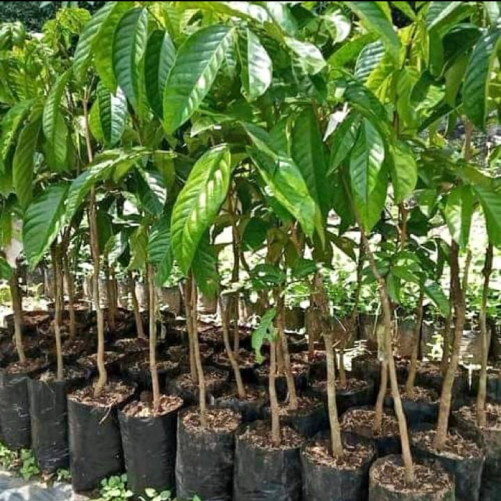 Ready stok banyak kk silahkan bibit duku berbunga lebat semuanya Hasil okulasi dan cangkok bebas pil