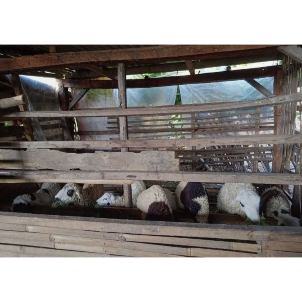 domba aqiqah hidup betina khusus wilayah bandung sekitarnya