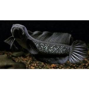 asiatica gondrong  channa gondrong asiatica