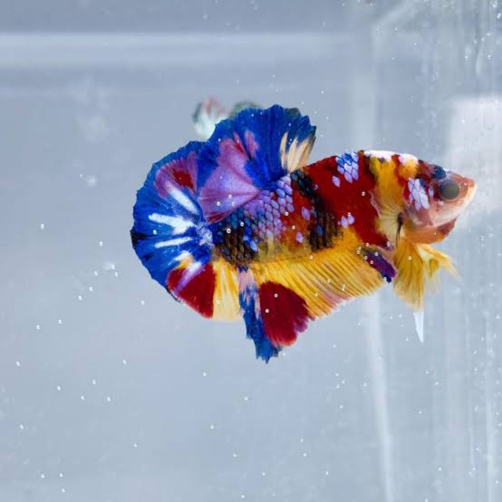 multicolor yellow base