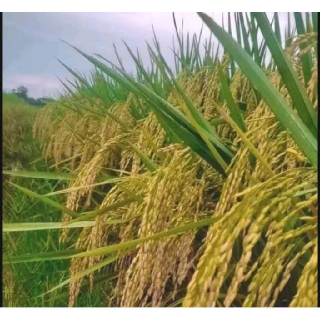 BENIH BIBIT PADI UB2 BATUTA TERBAIK KUALITASNYA KEMASAN 1KG (COD)