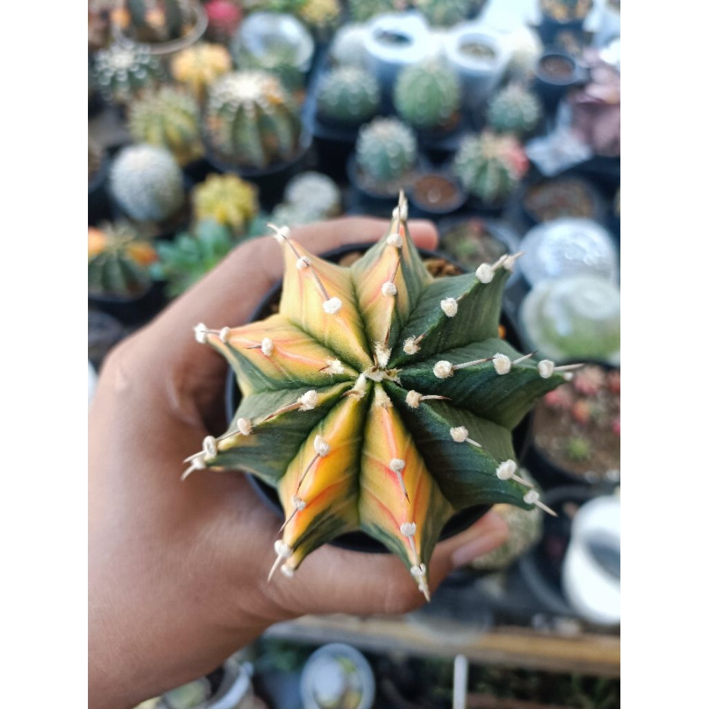 kaktus LB variegata seedling seeding