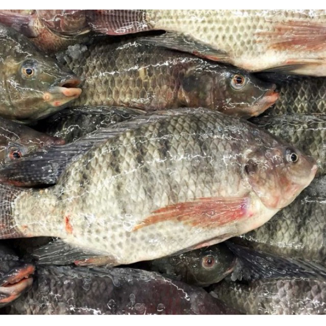 Ikan Mujair 1kg