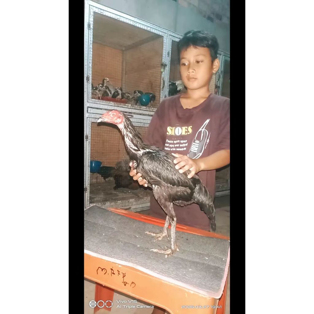 ayam pama usia 2-3 bulan betina