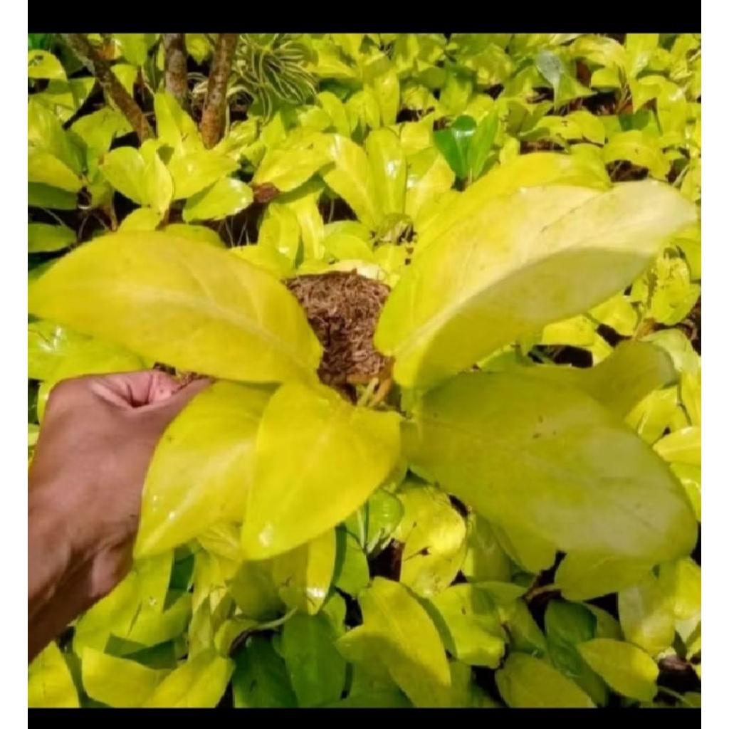 Tanaman hias sirih gading centong, tanaman hias sirih gading centong, sirih gading centong