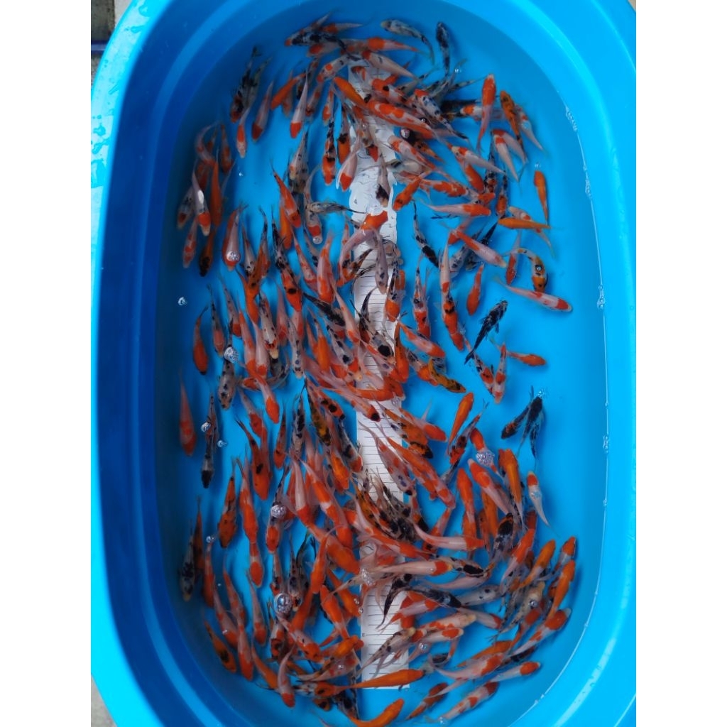 Ikan Koi Kohaku sanke showa shiro goromo  8-12cm Grede A