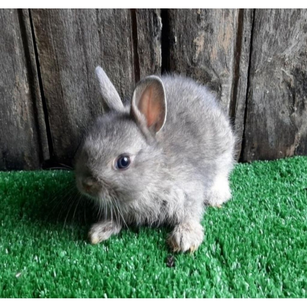 Kelinci Netherland Dwarf chincilia
