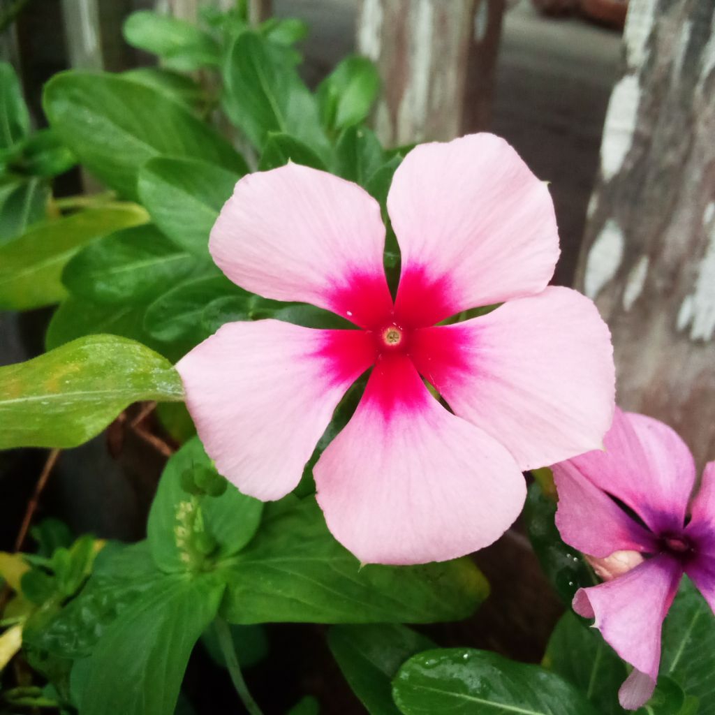 Baju pakaian bekas bagus murah beli 1gratis 1 anak remaja dewasa pria wanita busana muslim